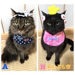 浴衣風バンダナ、猫ちゃんの首輪