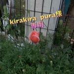 💗kirakira pura💗様専用