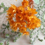 オレンジ色の花束☆あざやかなマルセラオレンジ