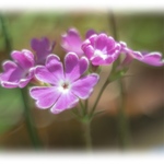 ふんわり優しい「ハートの花びら」和紙A4サイズ