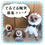 【てるてる隊員 募集 (✿˘艸˘✿)】☆受注製作☆（送料無料）