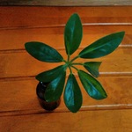 カポック　観葉植物🌱