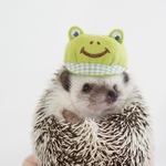【受注制作】カエルちゃんお帽子☆ハリネズミ、小動物用帽子