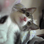 【19638311様専用】猫ちゃんの額絵