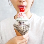 Lサイズ・アイス帽子、小動物用帽子