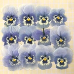 押し花素材♡水色ビオラ♡