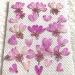 ハートの花びら 押し花