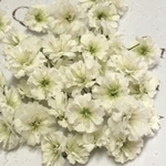 再販 かすみ草 ドライフラワー  white