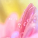 ふんわりパステルカラーの水滴写真２L Ⅳ