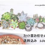 可愛い多肉カット苗10ポット*送料込み1,000円！