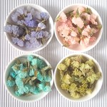 【在庫限り】スターチスのドライフラワー＜パステル4カラー＞