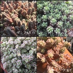 セダム カット苗 セット  4種+1