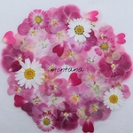 再販 391.押し花アソート〜ピンク系 ビオラ お花 mix 押し花素材