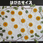 押し花　素材　　花いろいろ (２３枚)　１６２