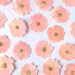 ミニバラの押し花＜ピンク着色・6枚＞