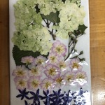 押し花セット オオデマリ他