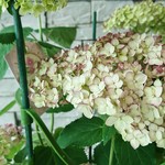 新品種 紫陽花 アナベル ピコティ シャルマン