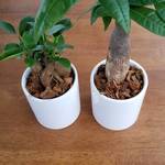 送料無料！開運セット　観葉植物