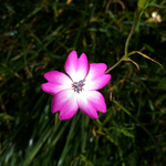 masaruna様専用ご予約品