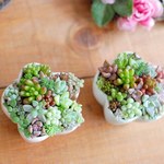多肉の花小鉢寄せ(送料込み)