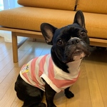 熱中症対策★接触冷汗クールタンクボーダーピンクフレブル服小型犬フレンチブルドッグパグ服フレブル服中型犬小型犬