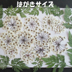 押し花　素材　　花いろいろ (２５枚)　１６５