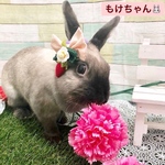 【春の感謝価格】苺リボンの耳飾り🍓