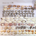 サマーシェルセット 150枚セット
