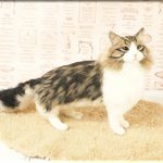 羊毛フェルト　猫　ノルウェージャンフォレストキャット　ねこ　ネコ　