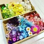 使える6色＊ハーバリウム 花材ドライフラワー  花材セット