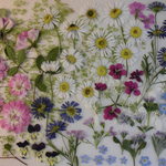 押し花素材 初夏の小花セット