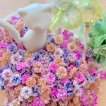 かすみ草ドライフラワー