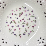 アリッサム41(押し花)