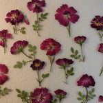 押し花素材 極小のバラ　