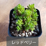 送料無料　セダム　レッドベリー　観葉植物　多肉植物