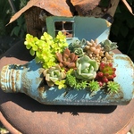 多肉植物 寄せ植え リメ缶