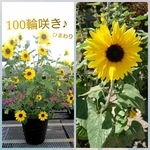 どんどん咲くよ！100輪咲きひまわり 3ポットセット