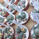 【再販】多肉植物 令和の桃子