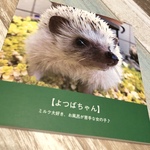 よつば写真集