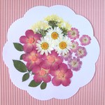 【押し花セット】ミニバラ・ノースポール他