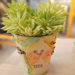 プレステラ90⭐️yさまオーダー⭐️鉢⭐️白のプレステラ⭐️多肉植物
