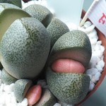 ★週末限定価格!! 27日10:00まで★送料込み!!★ 令和の桃子 F