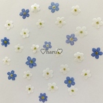 押し花素材  勿忘草ホワイト❁︎ブルー  ‼︎希少なホワイトです‼︎