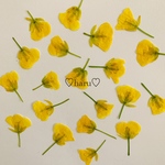 押し花素材  菜の花20枚