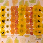 ♡new♡作家様必見♡ ♡お買い得な押し花セット♡