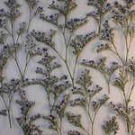 押し花素材 スターチス