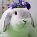 ラベンダーの花冠
