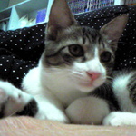 【tomomigts様専用】お財布ポシェット　スコティッシュテリア