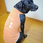 大型犬用スタンダードタイプシャダンホルターネックタンク