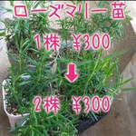増量中‼️ローズマリー苗 ❁︎ 抜き苗 1株➡︎2株 ❁︎ 送料無料